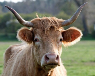 生肖牛2026年6月的财运和感情运如何？